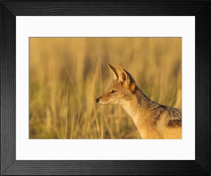 Framed Print : Picture No. 11991460 Framed Print : Picture No. 11991460