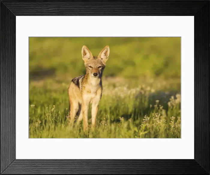 Framed Print : Picture No. 11991461 Framed Print : Picture No. 11991461