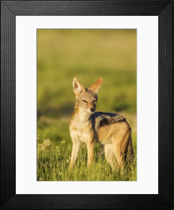 Framed Print : Picture No. 11991462 Framed Print : Picture No. 11991462
