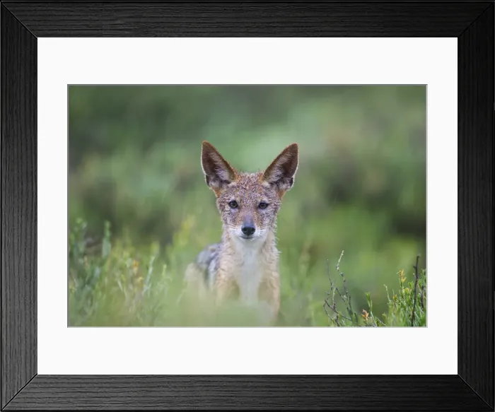 Framed Print : Picture No. 11991463 Framed Print : Picture No. 11991463