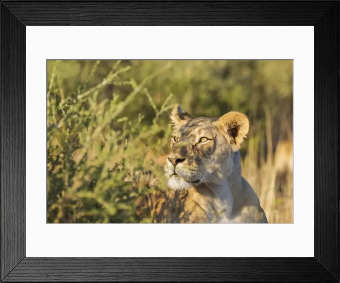 Framed Print : Picture No. 11991464 Framed Print : Picture No. 11991464