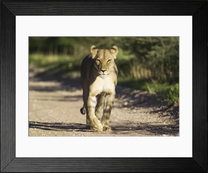 Framed Print : Picture No. 11991466 Framed Print : Picture No. 11991466
