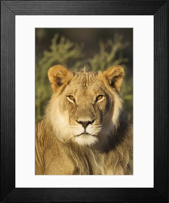 Framed Print : Picture No. 11991467 Framed Print : Picture No. 11991467