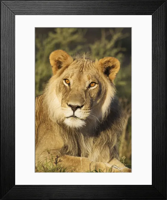 Framed Print : Picture No. 11991468 Framed Print : Picture No. 11991468