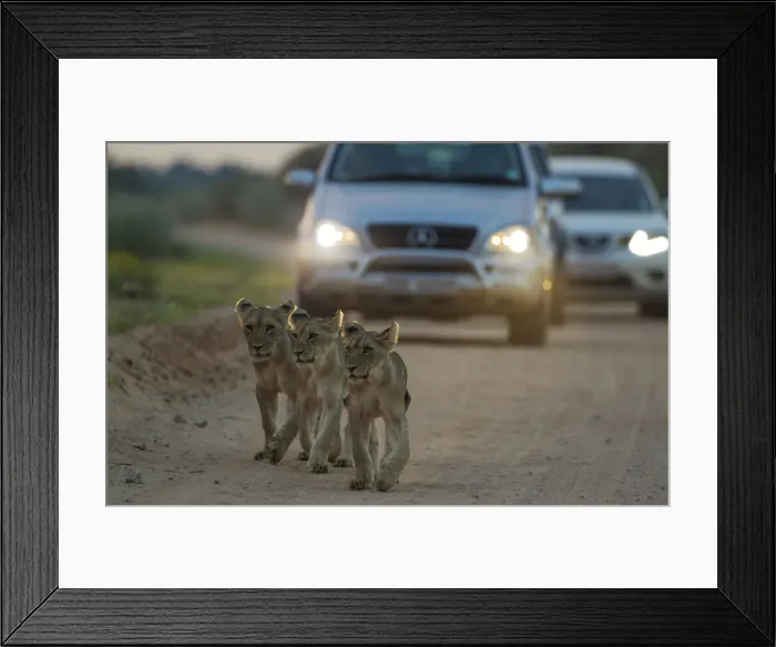 Framed Print : Picture No. 11991474 Framed Print : Picture No. 11991474