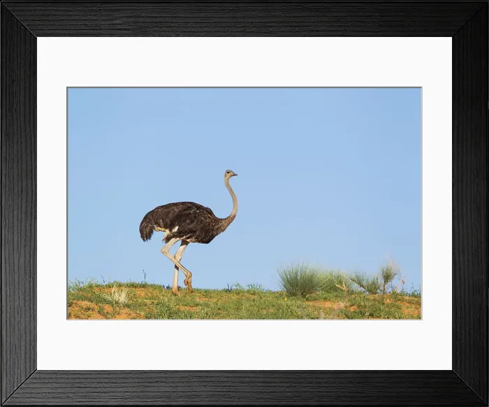 Framed Print : Picture No. 11991475 Framed Print : Picture No. 11991475