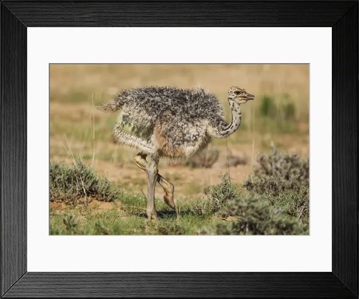 Framed Print : Picture No. 11991476 Framed Print : Picture No. 11991476
