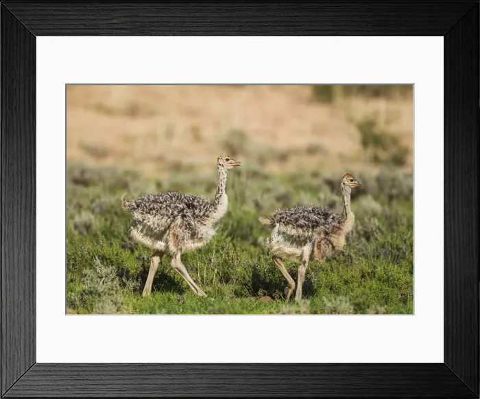 Framed Print : Picture No. 11991477 Framed Print : Picture No. 11991477