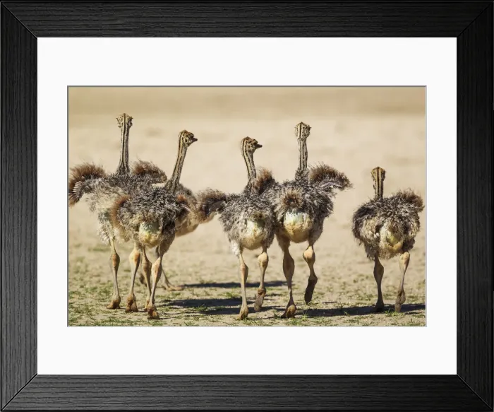 Framed Print : Picture No. 11991478 Framed Print : Picture No. 11991478