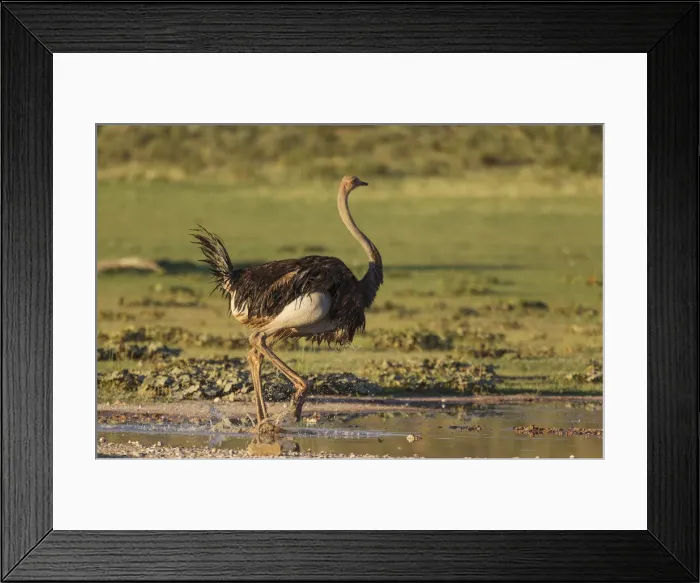 Framed Print : Picture No. 11991479 Framed Print : Picture No. 11991479