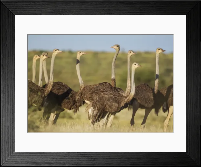Framed Print : Picture No. 11991480 Framed Print : Picture No. 11991480