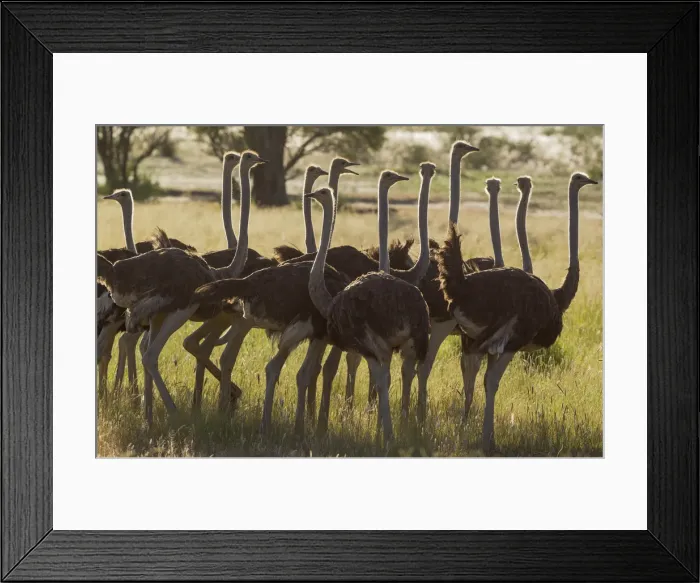Framed Print : Picture No. 11991481 Framed Print : Picture No. 11991481