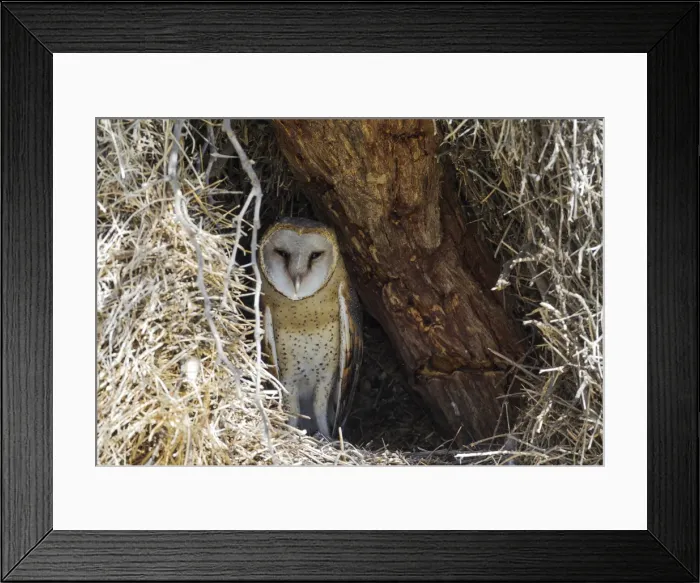 Framed Print : Picture No. 11991482 Framed Print : Picture No. 11991482