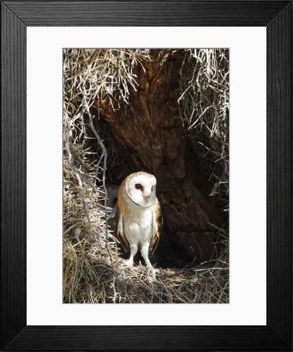 Framed Print : Picture No. 11991483 Framed Print : Picture No. 11991483