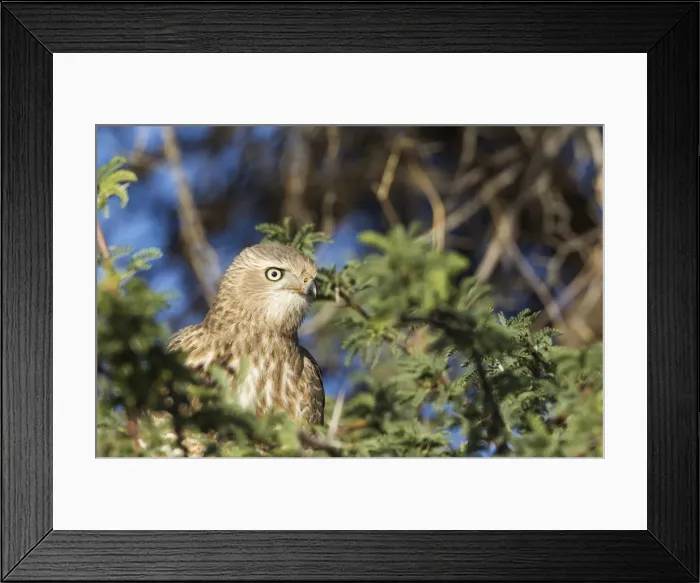 Framed Print : Picture No. 11991484 Framed Print : Picture No. 11991484