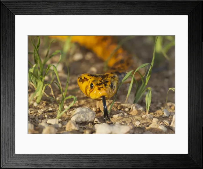 Framed Print : Picture No. 11991485 Framed Print : Picture No. 11991485
