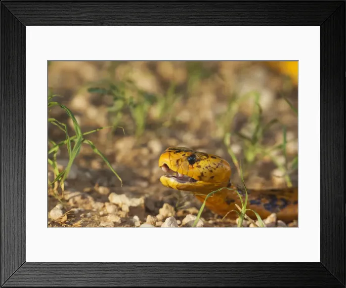 Framed Print : Picture No. 11991486 Framed Print : Picture No. 11991486
