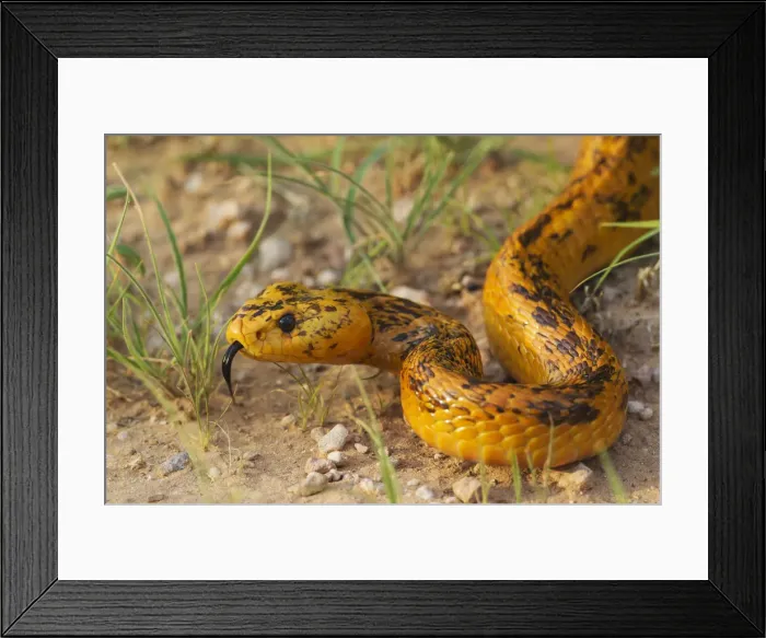 Framed Print : Picture No. 11991487 Framed Print : Picture No. 11991487