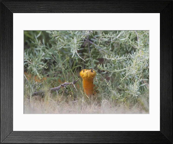 Framed Print : Picture No. 11991488 Framed Print : Picture No. 11991488