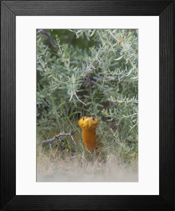 Framed Print : Picture No. 11991489 Framed Print : Picture No. 11991489