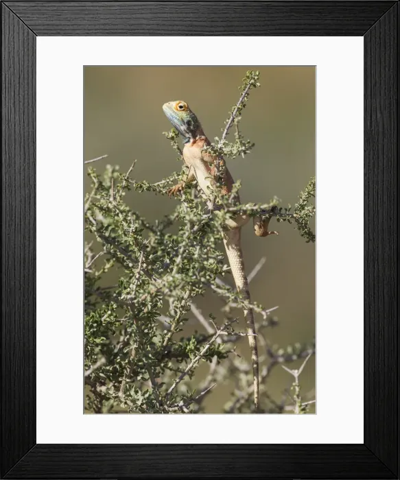 Framed Print : Picture No. 11991490 Framed Print : Picture No. 11991490