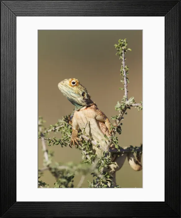 Framed Print : Picture No. 11991491 Framed Print : Picture No. 11991491