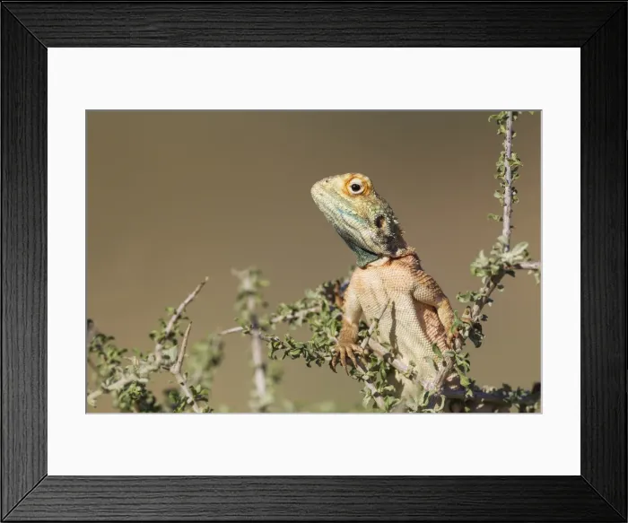 Framed Print : Picture No. 11991492 Framed Print : Picture No. 11991492