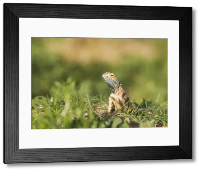 Framed Print : Picture No. 11991493 Framed Print : Picture No. 11991493