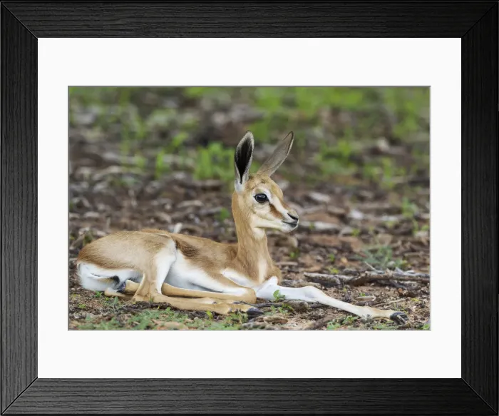 Framed Print : Picture No. 11991509 Framed Print : Picture No. 11991509