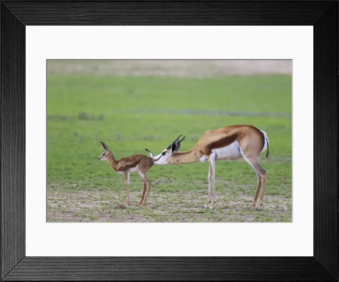 Framed Print : Picture No. 11991510 Framed Print : Picture No. 11991510