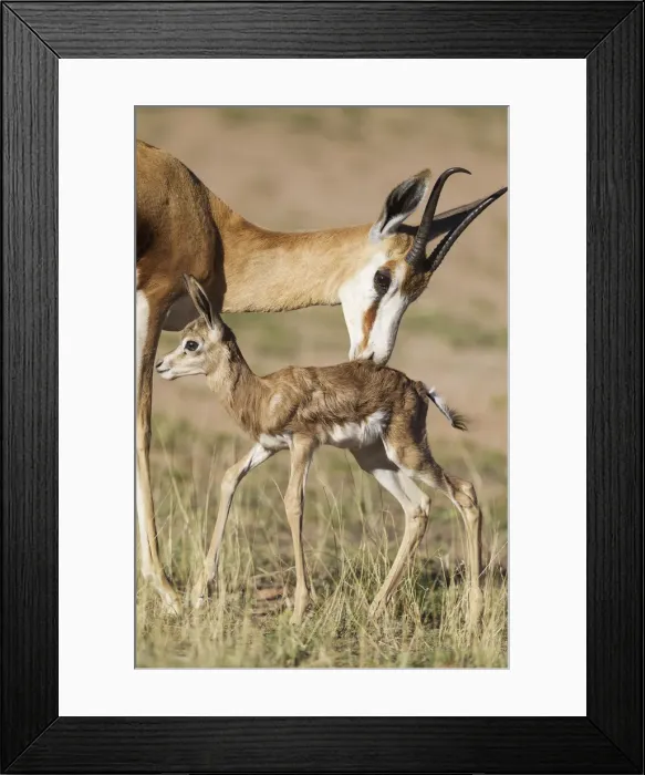 Framed Print : Picture No. 11991511 Framed Print : Picture No. 11991511