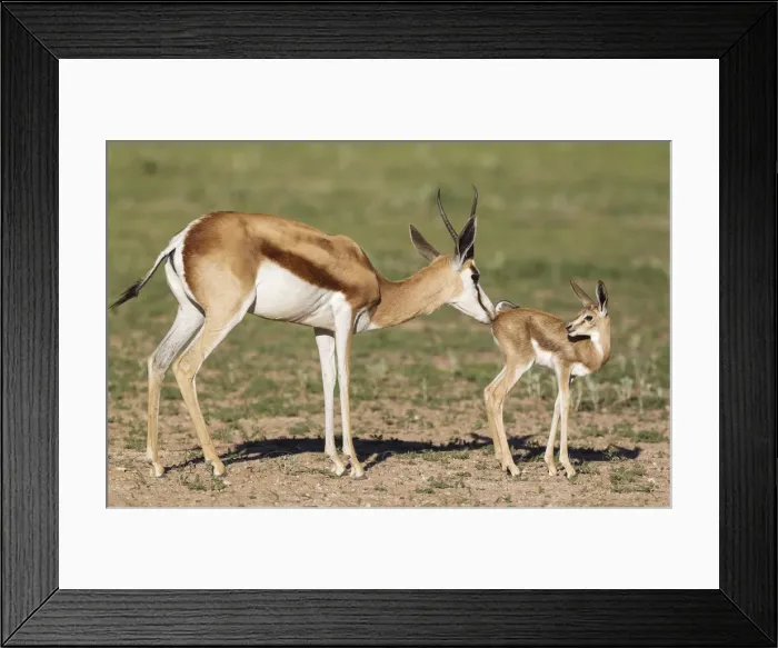 Framed Print : Picture No. 11991512 Framed Print : Picture No. 11991512