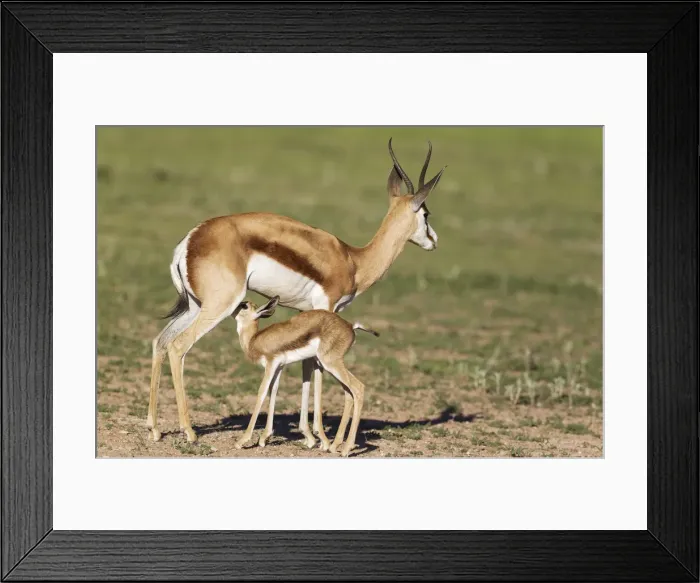 Framed Print : Picture No. 11991513 Framed Print : Picture No. 11991513
