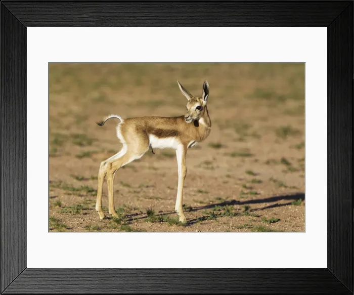 Framed Print : Picture No. 11991514 Framed Print : Picture No. 11991514