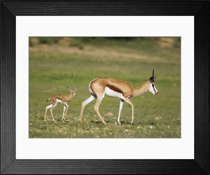 Framed Print : Picture No. 11991515 Framed Print : Picture No. 11991515