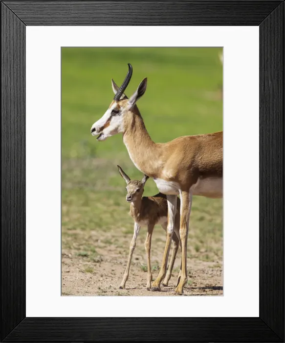Framed Print : Picture No. 11991516 Framed Print : Picture No. 11991516