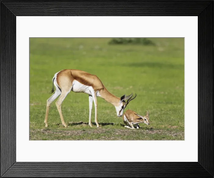 Framed Print : Picture No. 11991517 Framed Print : Picture No. 11991517