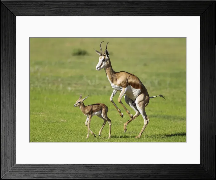 Framed Print : Picture No. 11991518 Framed Print : Picture No. 11991518
