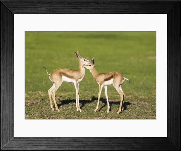 Framed Print : Picture No. 11991519 Framed Print : Picture No. 11991519