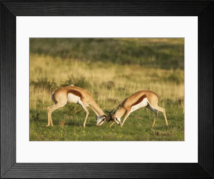 Framed Print : Picture No. 11991520 Framed Print : Picture No. 11991520