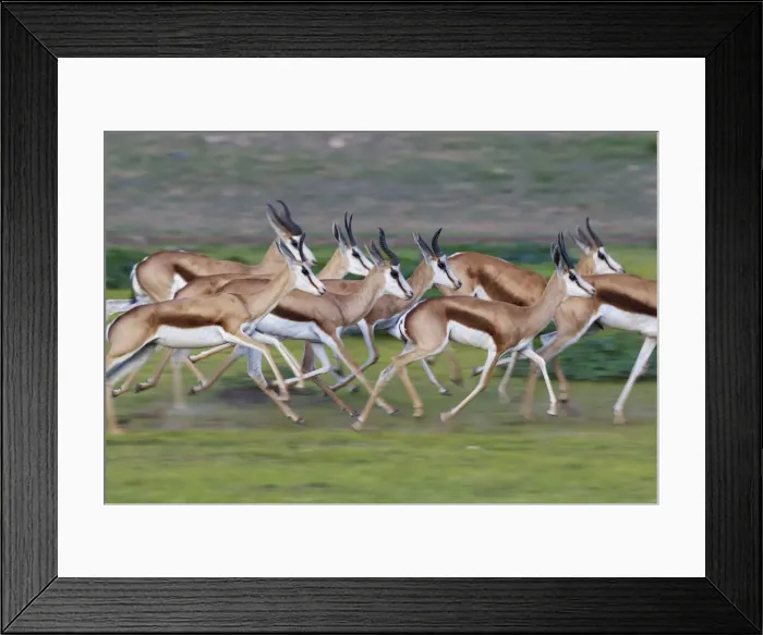 Framed Print : Picture No. 11991521