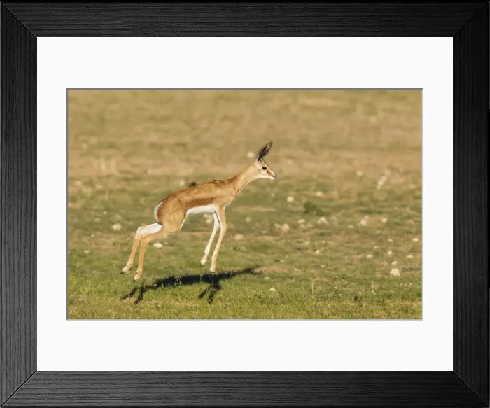 Framed Print : Picture No. 11991523 Framed Print : Picture No. 11991523