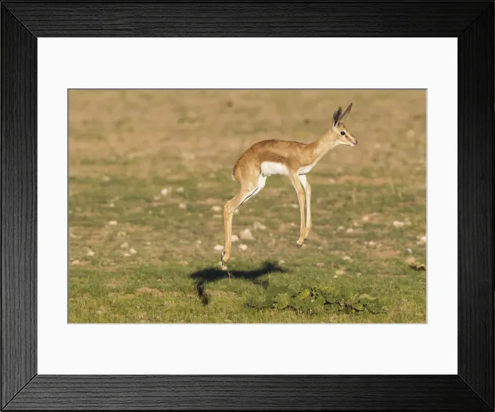 Framed Print : Picture No. 11991524 Framed Print : Picture No. 11991524