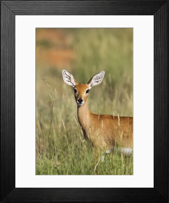 Framed Print : Picture No. 11991527 Framed Print : Picture No. 11991527