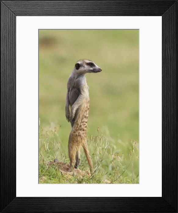 Framed Print : Picture No. 11991528 Framed Print : Picture No. 11991528