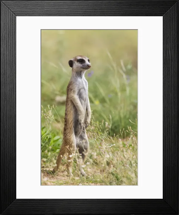 Framed Print : Picture No. 11991529 Framed Print : Picture No. 11991529