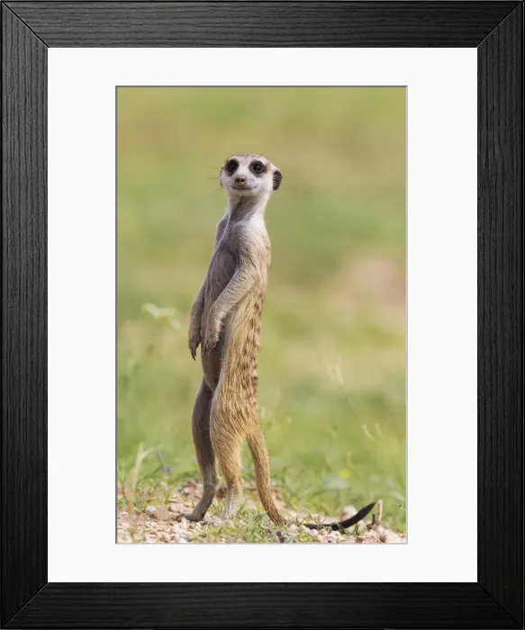 Framed Print : Picture No. 11991530 Framed Print : Picture No. 11991530