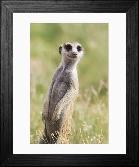 Framed Print : Picture No. 11991531 Framed Print : Picture No. 11991531