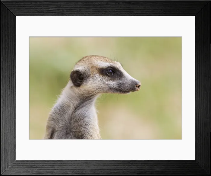 Framed Print : Picture No. 11991532 Framed Print : Picture No. 11991532