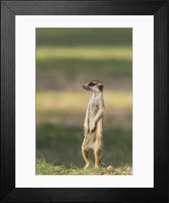 Framed Print : Picture No. 11991533 Framed Print : Picture No. 11991533